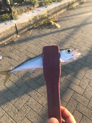 アジングロッドでジグサビキゲーム