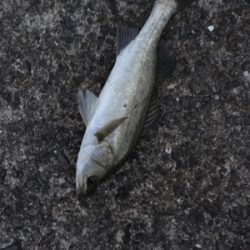 あかん日もある