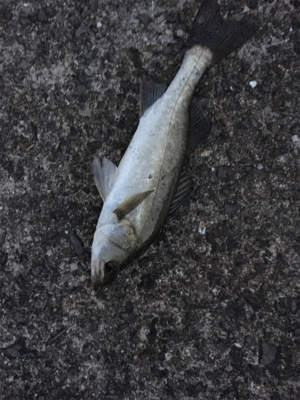 あかん日もある