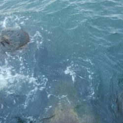 アオリイカ3杯！！　小キジハタ5匹