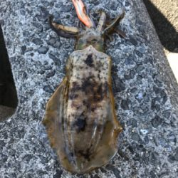 御坊から衣奈までランガン❗️