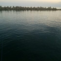 アオリイカ7杯！！　おまけにモクズカニ1匹！