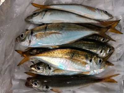 アジンガー1805〜1859