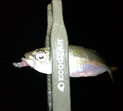 ナイト豆アジング