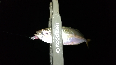 ナイト豆アジング