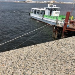 青物狙いのショアジギングで釣れた魚は?