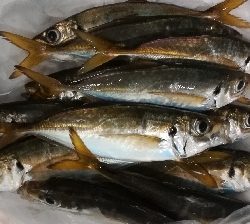 アジンガー1810〜1852