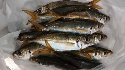 アジンガー1810〜1852