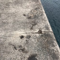 シンコ調査第６弾