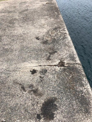 シンコ調査第６弾