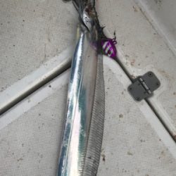 太刀魚  神戸沖