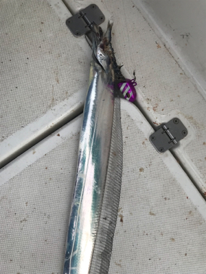 太刀魚  神戸沖