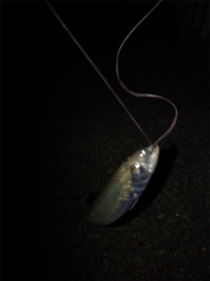 ケンサキは釣れずアオリの新子(^^)