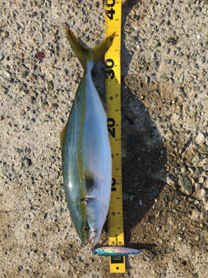 ビッグバッカー鰆カスタム