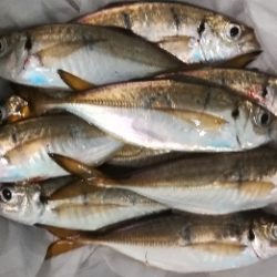 アジンガー1810〜1857 1955〜2022