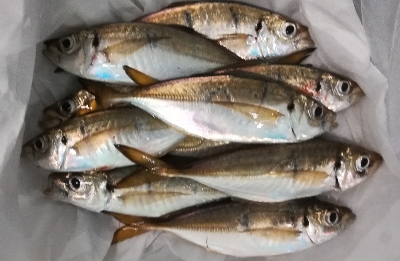 アジンガー1810〜1857 1955〜2…