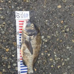 スズキ、チヌ釣行