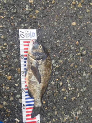 スズキ、チヌ釣行