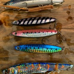 爆釣ツバス〜ハマチ♫