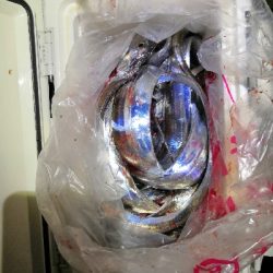 やっと太刀魚シーズンです