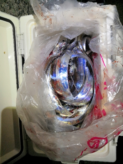 やっと太刀魚シーズンです