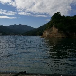 アオリイカ調査