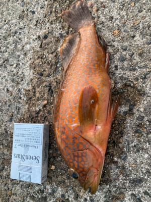 小アジの泳がせでアコウ