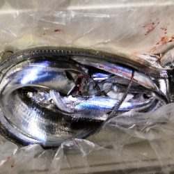 太刀魚釣り本番か?