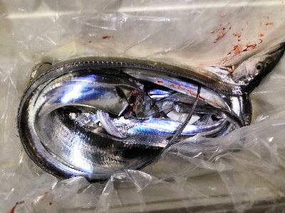 太刀魚釣り本番か？