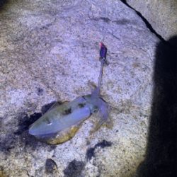 ええのんきたぁ！