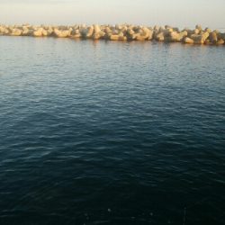 アオリイカ5杯 ツバイソ、ヒラ