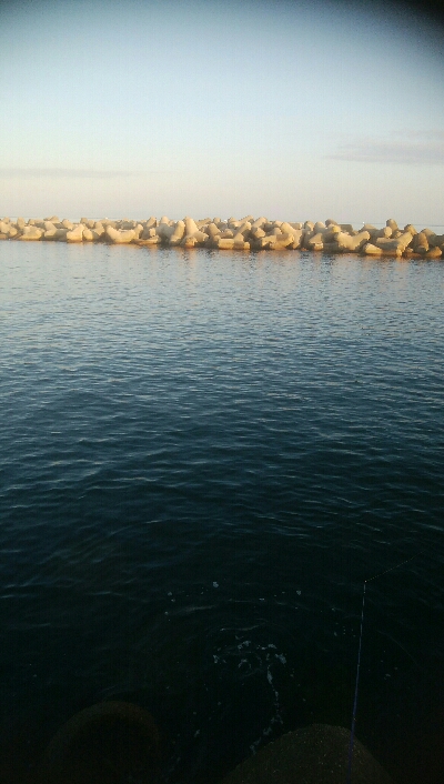 アオリイカ5杯 ツバイソ、ヒラ