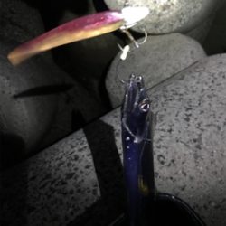 淡路島遠征 タチウオ