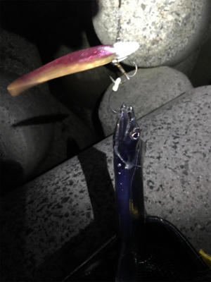 淡路島遠征 タチウオ