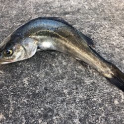 イワシやアジ群れが入っている