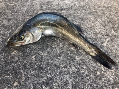 イワシやアジ群れが入っている