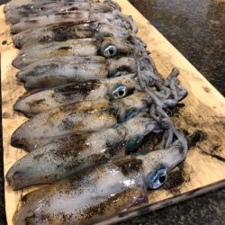 アオリイカ爆釣