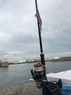 秋イカ開幕してるやん