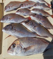 短時間で入れ食い！