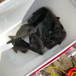 グレフカセ釣り