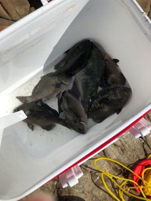 グレフカセ釣り