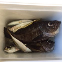 ミッドナイトアジング