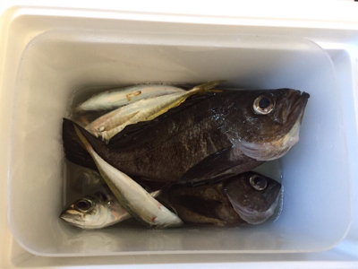 ミッドナイトアジング