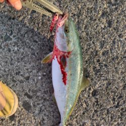 タチウオ不在も