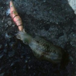 自作エギでアオリ10杯！モズクガニも！！おまけにキジハタ・・・