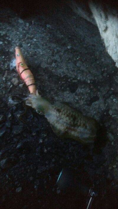 自作エギでアオリ10杯！モズクガニも！！おまけにキジハタ・・・