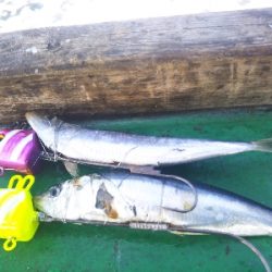 今日は五目釣り?