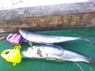 今日は五目釣り?