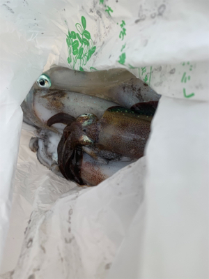 爆風のマイボートエギング