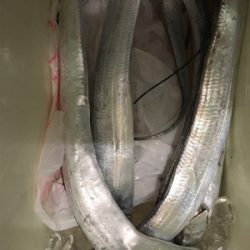 久しぶりのタチウオ